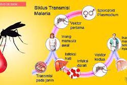 Zulha: Cegah Malaria Dengan 3M+