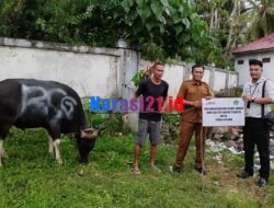 BSG Cabang Tilamuta Serahkan Sapi Qurban ke Pemda Boalemo