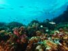 Menyibak Keindahan Hidden Paradise di Boalemo, Surga Wisata Bawah Laut yang Mempesona