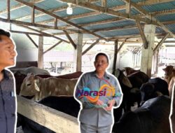 Andi Faizal Hurudji Dukung Program Bupati Rum Pagau Kembangkan Peternakan Sapi Modern di Boalemo