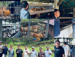 Bupati Boalemo Tinjau Peternakan Sapi Modern di Sumatra Barat, Siap Terapkan di Daerah