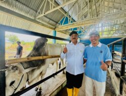Siapkan Penguatan Program IB di Boalemo, Rum Pagau Tinjau 12 Calon Indukan Sapi di Palu